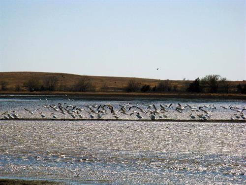 Pelicans at Jamestown Wildlife Area