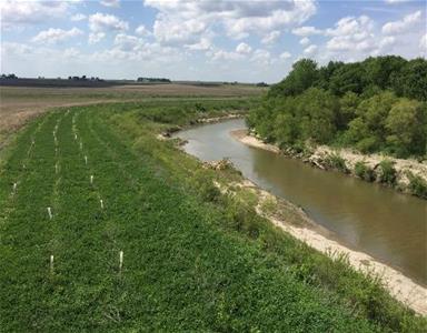 Recently Planted Riparian Buffer